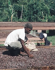 Trockinung der Kakaobohnen